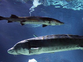 1457513517735_chinese-sturgeon_496_600x450.jpg