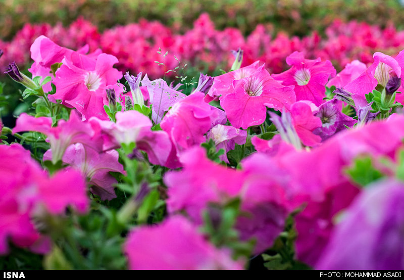 نمایشگاه گل و گیاه در محلات