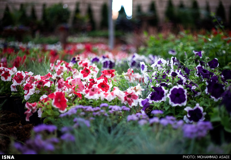 نمایشگاه گل و گیاه در محلات