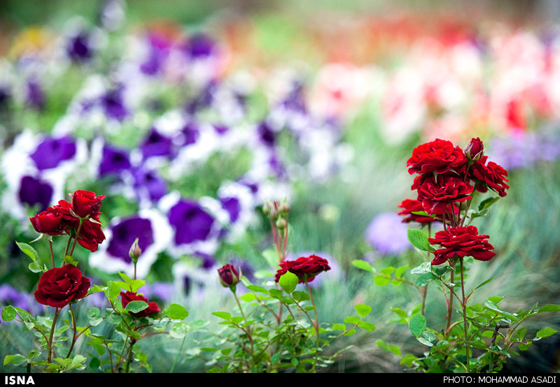 نمایشگاه گل و گیاه در محلات