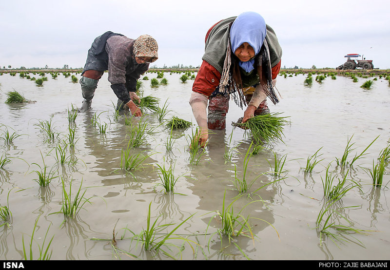 گلایه برنجکاران خوزستان از ممنوعیت‌های کشت تابستانه