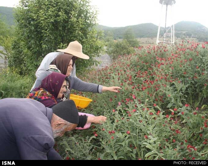 ۱۸۰ هكتار از اراضي شيبدار اردل زير كشت درختان ديم مثمر و گياهان دارويی گیاه دارویی