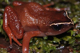 1462704517659_African-frogs-threatened-by-deadly-fungus.jpg