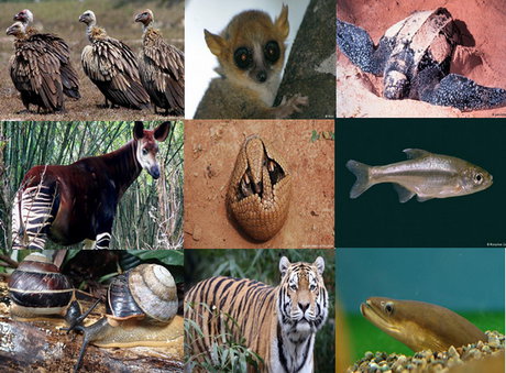 مهمترین گونه‌ها در فهرست قرمز حیوانات در معرض خطر