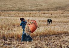 انتقال یافته‌های تحقیقاتی به کشاورزان جو و گندم کار در چهار مزرعه میانه