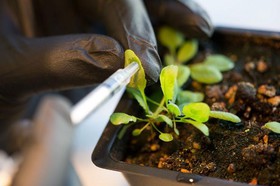 گیاهان مصنوعی، منبع جدید انرژی