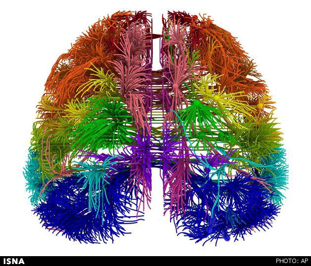 اولین نقشه سه‌بعدی از سیم‌کشی مغز یک پستاندار 1