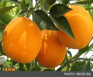 برخی دخالت‌ها عامل گرانی پرتقال