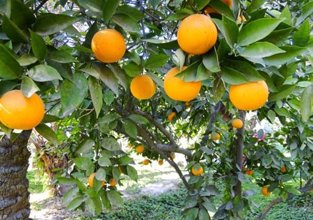 اثرات درمانی مرکبات در افراد چاق