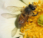 سم زنبور، سلاحی موثر برای مقابله با سرطان