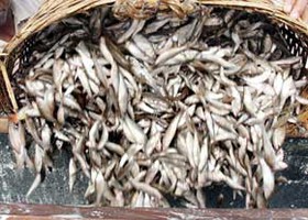 صید بیش از هزار تن ماهی توسط صیادان گیلانی