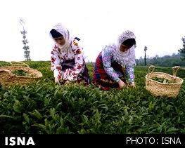 افزایش 12 درصدی تولید چای در سال جاری