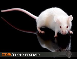 wWw.Animals-Lover.iR | صدایی برای بیصدایان
