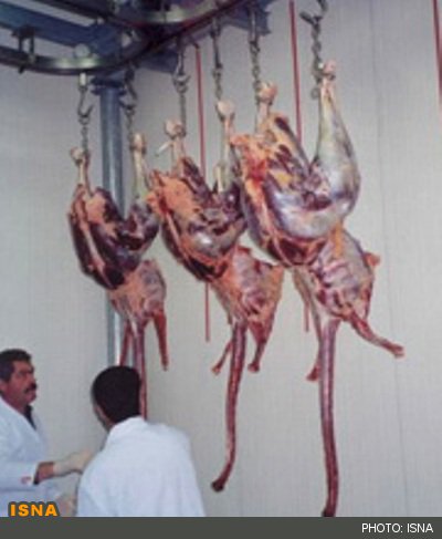 تولید سالانه 44 تن گوشت بوقلمون در بیران‌شهر خرم‌آباد