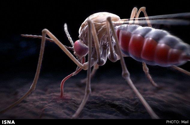 موفقیت دانشمندان در منقرض کردن نسل پشه‌های ناقل مالاریا 1