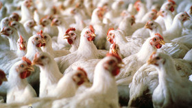 ورشکستگی صنعت مرغ، کردستان را تهدید می‌کند