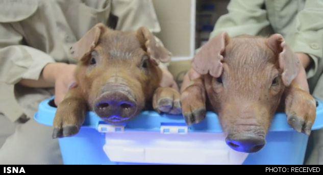 تولید نخستین خوک‌های درخشان با کمک عروس دریایی 1