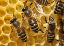 صنعت زنبورداری در حال نابودی است