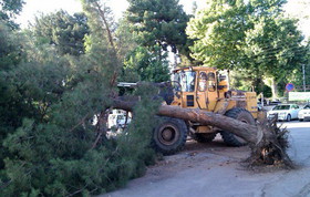 عدم ارایه پروانه ساخت و مصادره املاکی که قطع غیرقانونی "درخت" داشته‌اند