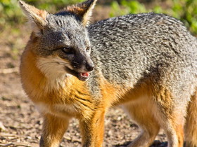 3_island_fox_urocyon_littoralis_guy_incognito.jpg