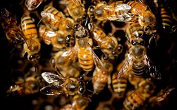 رییس اتحادیه زنبورداران ارومیه: بر داروهای زنبورداری نظارت نمی‌شود