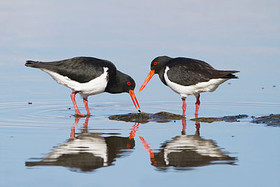 400px-Haematopus_longirostris_-_Austins_Ferry.jpg