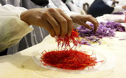 کاهش صادرات زعفران با اخذ عوارض