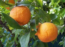 تولید نارنج تراریخته مقاوم به بیماری در کشور