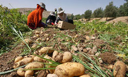 خرید تضمینی سیب زمینی ظلم در حق کشاورزان است
