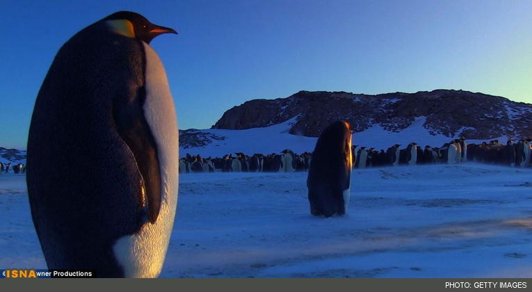 از لحظه عاشق شدن تا حسادت و غم خوردن پنگوئن‌ها + عکس