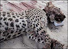 1100 مرگ و میر گربه‎سانان در لرستان