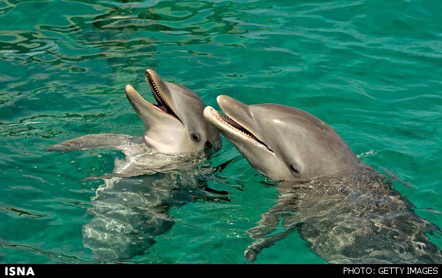 دلفین‌ها به میدان‌های مغناطیسی واکنش نشان می‌دهند