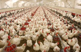 تولید 413 میلیون قطعه جوجه یکروزه گوشتی در مازندران