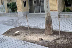 توضیح شهرداری درباره قطع درختان میدان مشق