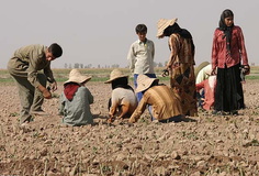 وضعیت دستمزد در بخش تولیدات کشاورزی گلستان مطلوب نیست