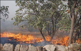 مردم هر گونه آتش سوزی و تخریب جنگل‌ها و مراتع را‌ اطلاع دهند