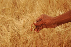 پیش‌بینی تولید 900 هزار تن گندم در کرمانشاه