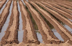 آمار مصرف آب در بخش کشاورزی درست نیست