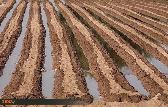 تهمانده آب کشور به کشاورزان میرسد