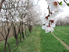 ‌تفرش، سرزمینی در سیطره شکوفه‌های بادام