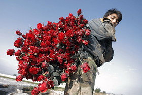 صادرات 2 میلیون گل رُز از کهگیلویه و بویراحمد به روسیه و ارمنستان در سال 95
