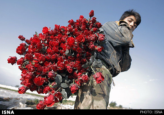 کشت 350 هکتار گل رز و مریم در دزفول