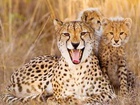مهریه متفاوت یک دختر تهرانی مهریه متفاوت یک دختر تهرانی