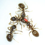 مورچه 78-15.jpg