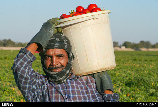 آغاز خرید حمایتی گوجه‌فرنگی از کشاورزان جنوب استان کرمان