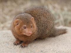 800px-Dwarf_mongoose_Korkeasaari_zoo.jpg