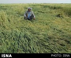 حمایت دولت از کشاورزان خسارت دیده از بارش‌های اخیر در اهر