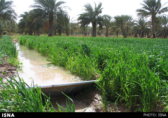 گذر از بحران آب، نیازمند حمایت بخش کشاورزی