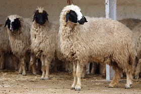 کشتار 115 راس گوسفند و بز مبتلا به بیماری بروسلوز در گیلان