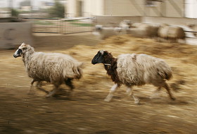 گوسفند و بز مهمترین عامل تب مالت انسانی